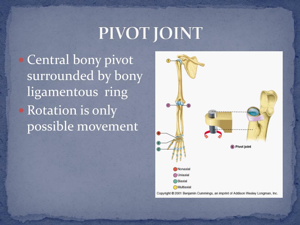 PPT SYNOVIAL JOINT PowerPoint Presentation Free Download ID 5300719 ppt-synovial-joint-powerpoint-presentation-free-download-id-5300719