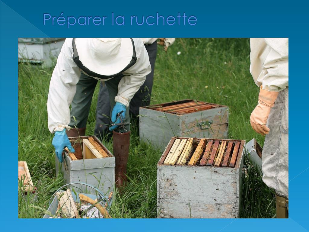 PPT Principe de la création d’un essaim Rucher Ecole Moulin Papon 14 mai 2011 PowerPoint
