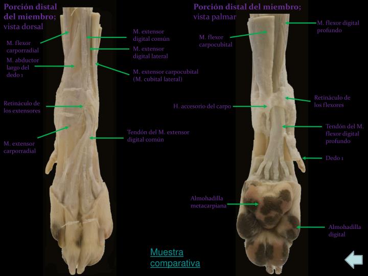 PPT - Radiología del Perro: miembro torácico PowerPoint Presentation
