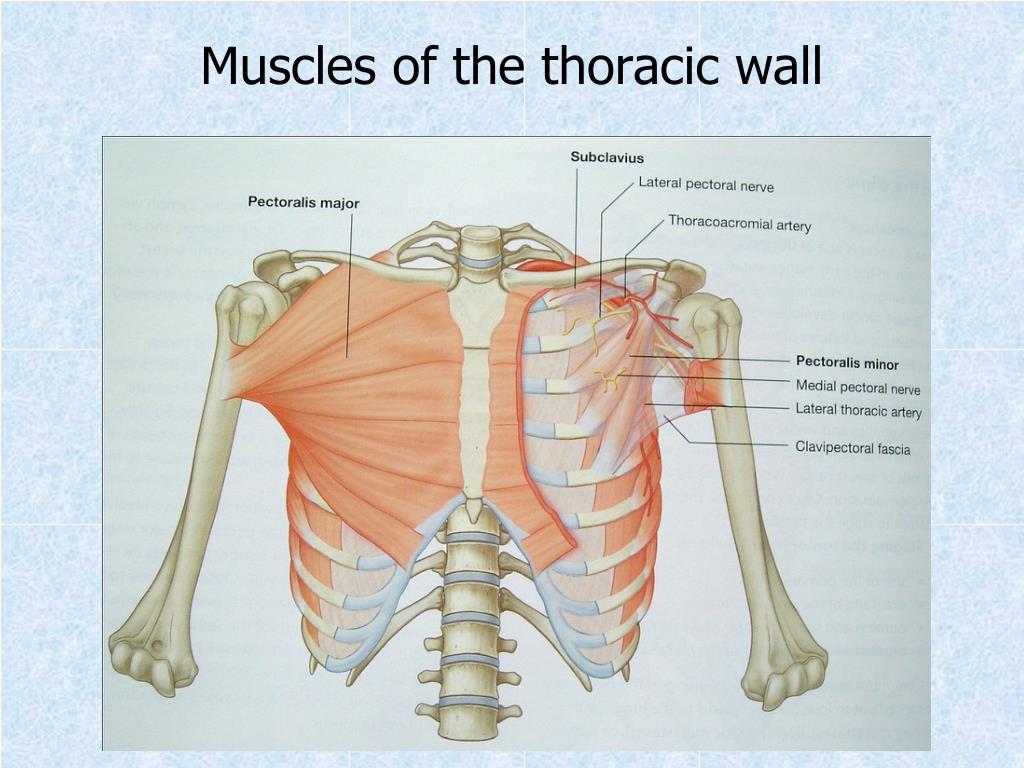 Ppt Chest Wall Thoracic Cavity And Pleura Powerpoint Presentation
