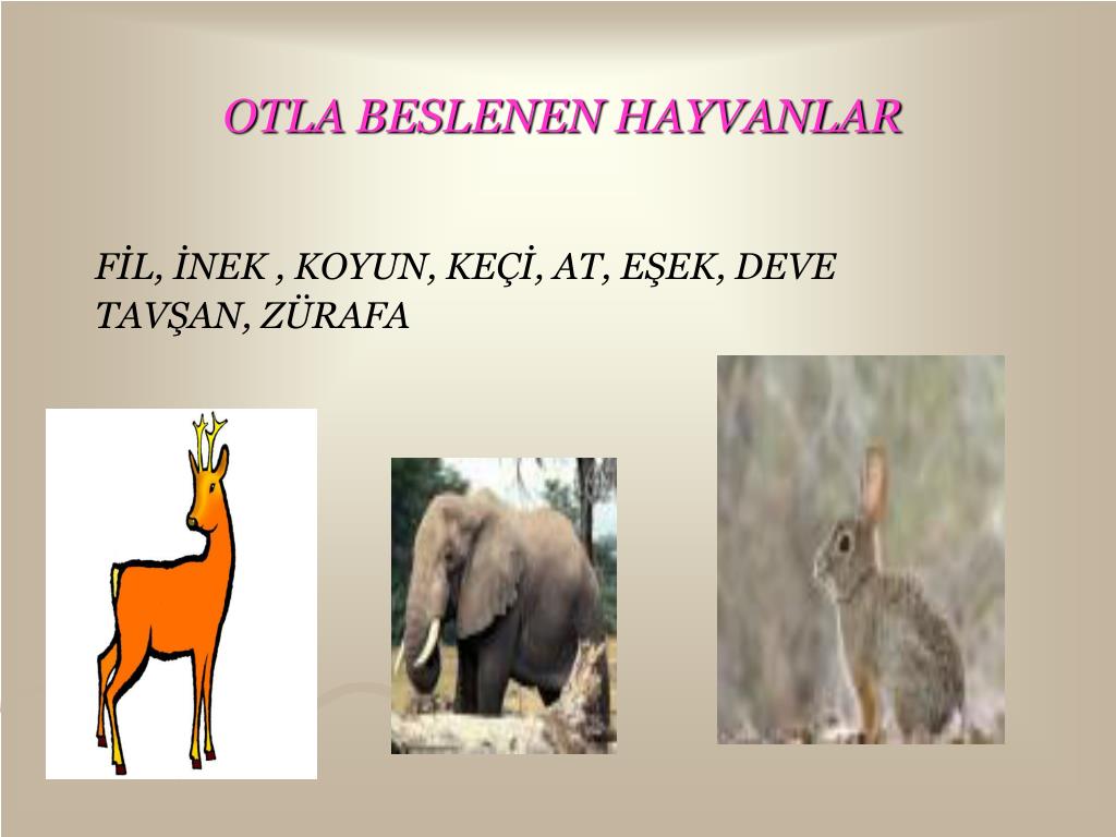 sadece etle beslenen hayvanlar