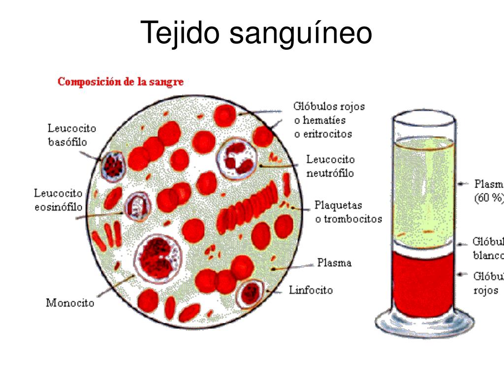 Porque se tiene grasa en la sangre