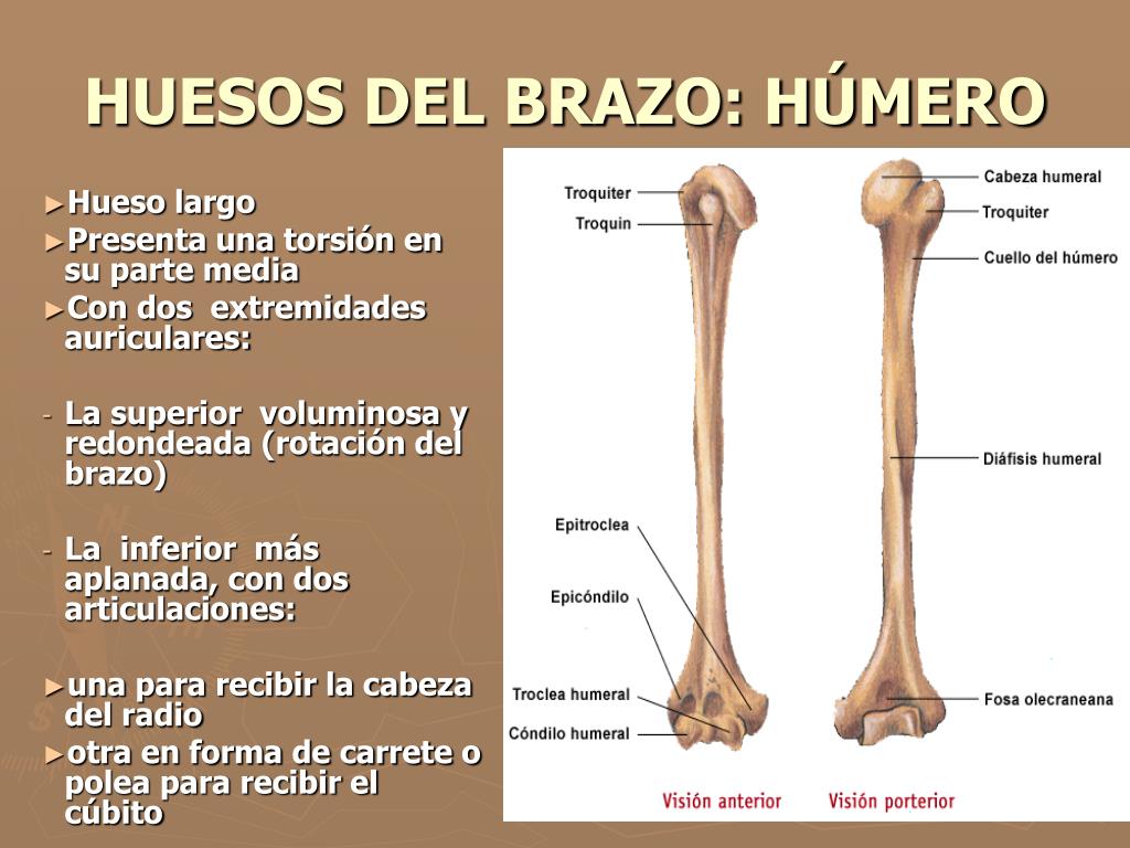 Para que se utilizan las espinas y cabeza del salmón