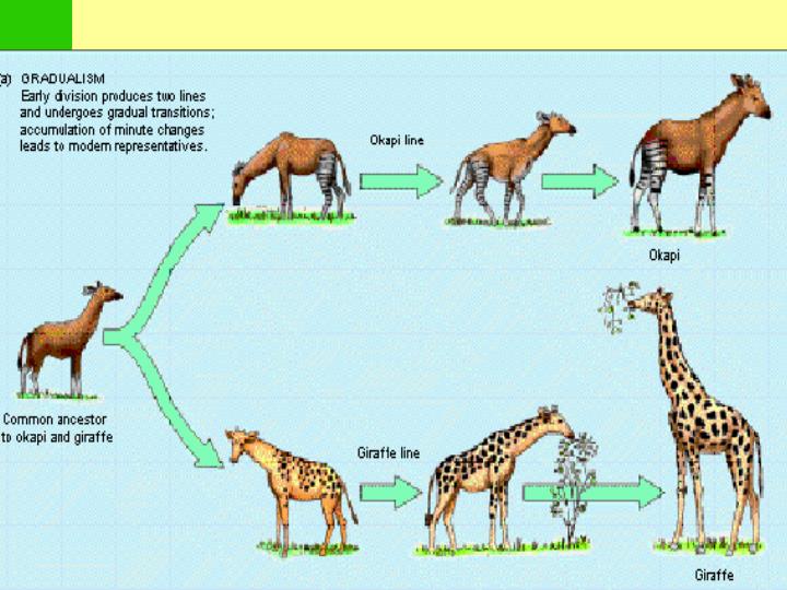 PPT - Gradualism PowerPoint Presentation - ID:5311395