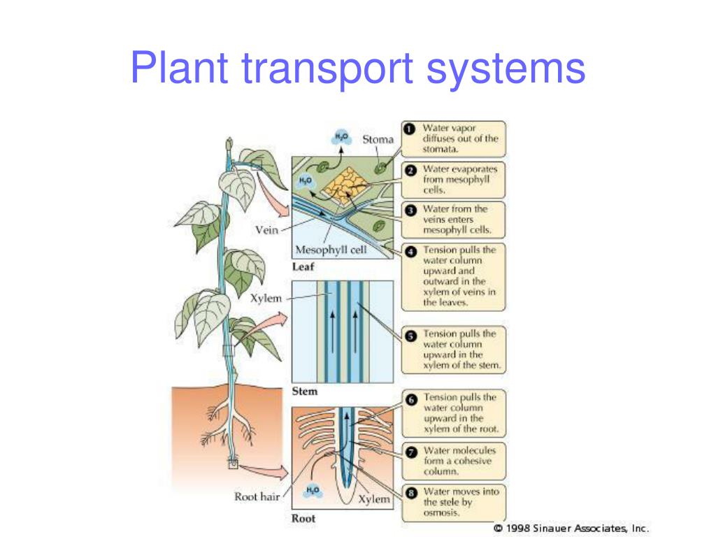 Plant в прошедшем. Транспорт растений. Transport in Plants. Plant transport System. Транспорт растений моделирование.