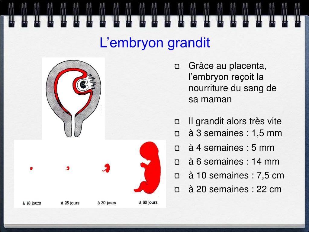 PPT La Grossesse PowerPoint Presentation Free Download ID 5312704 PPT La Grossesse PowerPoint Presentation Free Download ID 5312704