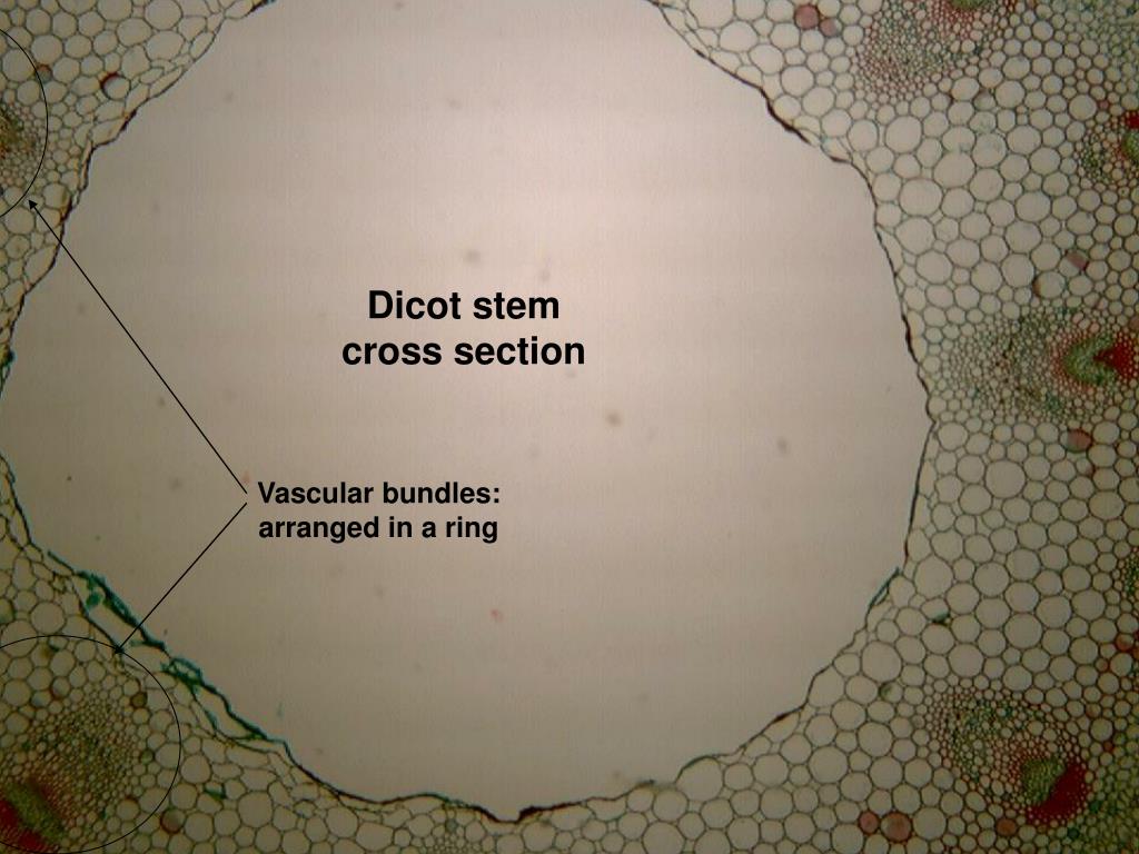 Monocot vs. Dicot Stem: Structure, 22 Differences, Examples
