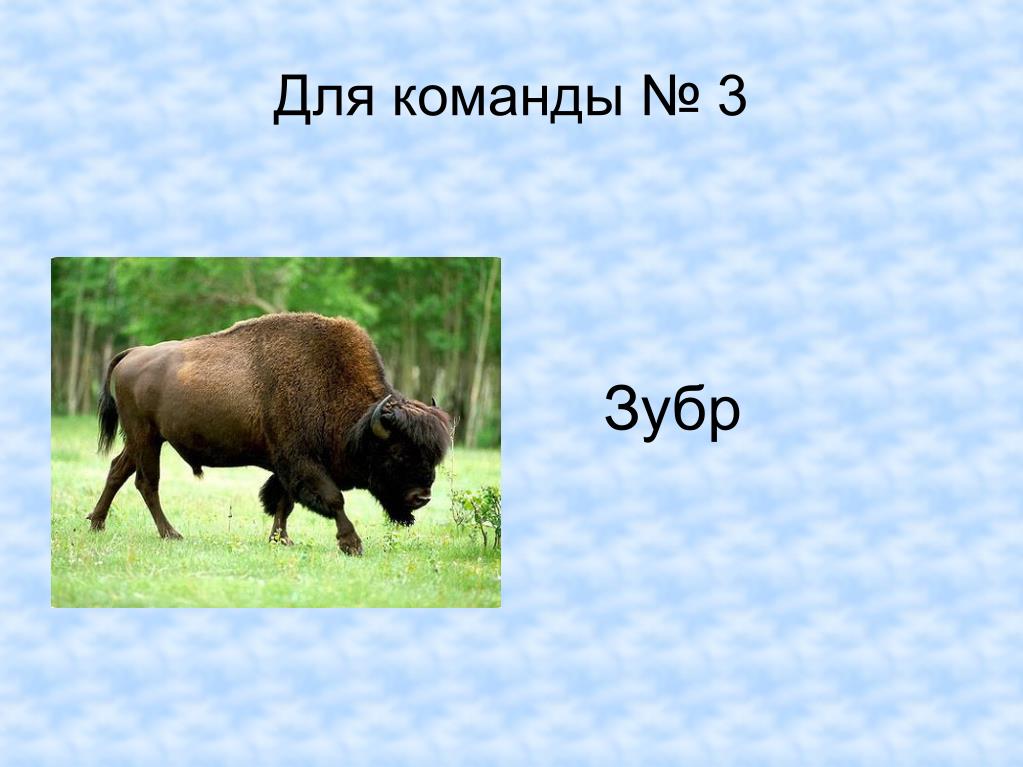 В какой зоне обитает зубр. ЗУБР природная зона. ЗУБР для детей. Рассказ о Зубре. ЗУБР красная книга краткое описание.