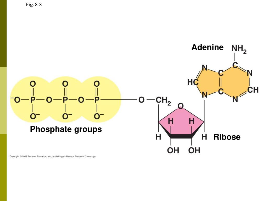 Аденин рибоза три. Аденин фосфат. Аденин рибоза. Фосфат рибозы. Аденин и аденозин.