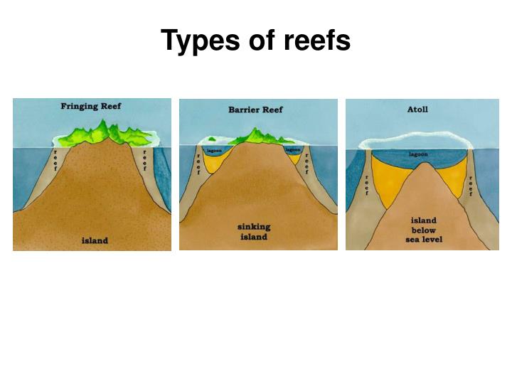 PPT - Coral reefs Chapter 9 PowerPoint Presentation - ID:5316536