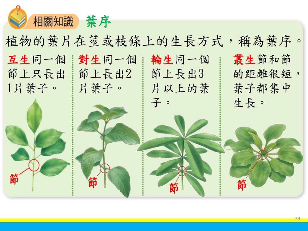 Ppt 植物世界面面觀powerpoint Presentation Free Download Id