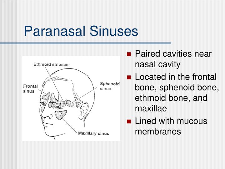 PPT - The Axial Skeleton PowerPoint Presentation - ID:5318624