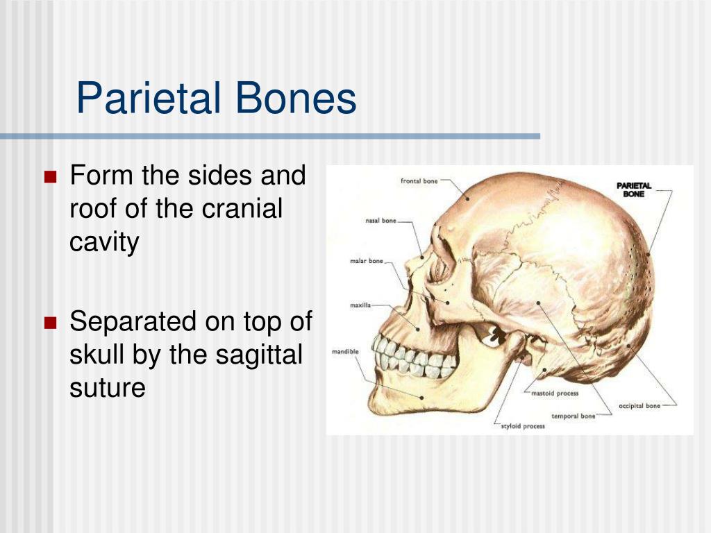 The bones form. Parietal кость. Parts of Bone. Frontal and parietal Bones artuculate at the.