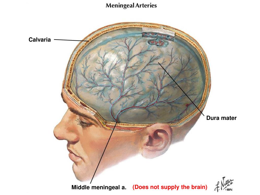 Воспаление головного мозга латынь. Менингит воспаление оболочек головного мозга. Спинальный менингит Гнойный менингит. Менингит – это воспаление ткани головного мозга..