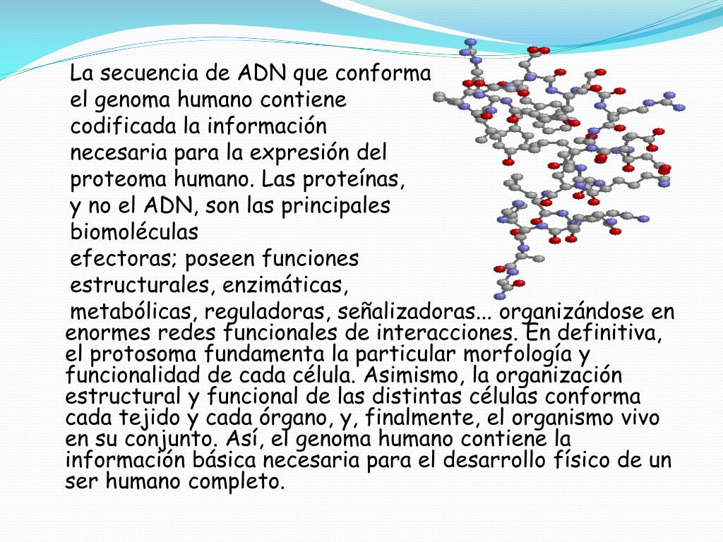 En que consiste el proyecto genoma humano