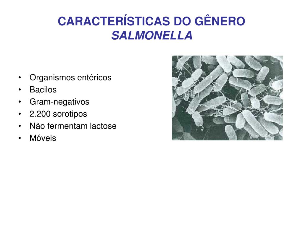 PPT - SALMONELLA PowerPoint Presentation, free download ...