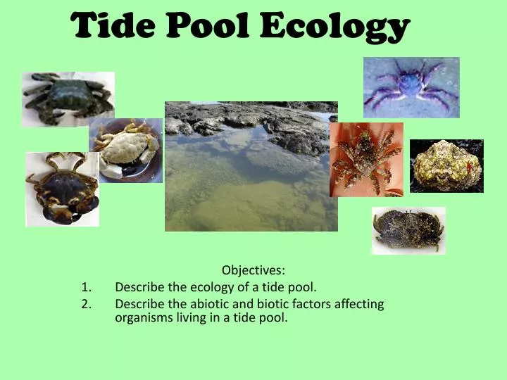 PPT Tide Pool Ecology PowerPoint Presentation, free download ID5320113 PPT Tide Pool Ecology PowerPoint Presentation, free download ID5320113