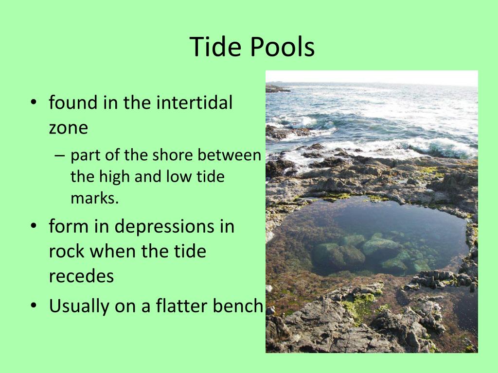 PPT Tide Pool Ecology PowerPoint Presentation, free download ID5320113 PPT Tide Pool Ecology PowerPoint Presentation, free download ID5320113
