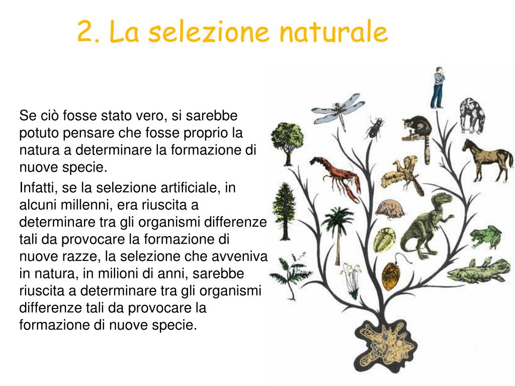 Sopravvivenza Media Di Una Specie Di Organismi PPT - L’evoluzione PowerPoint Presentation, free download - ID:5320275