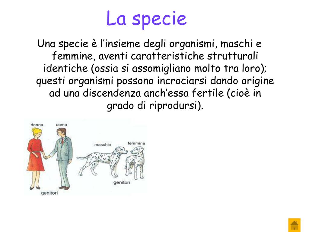 Sopravvivenza Media Di Una Specie Di Organismi PPT - L’evoluzione PowerPoint Presentation, free download - ID:5320275