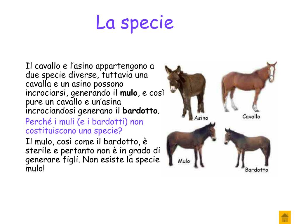 Sopravvivenza Media Di Una Specie Di Organismi