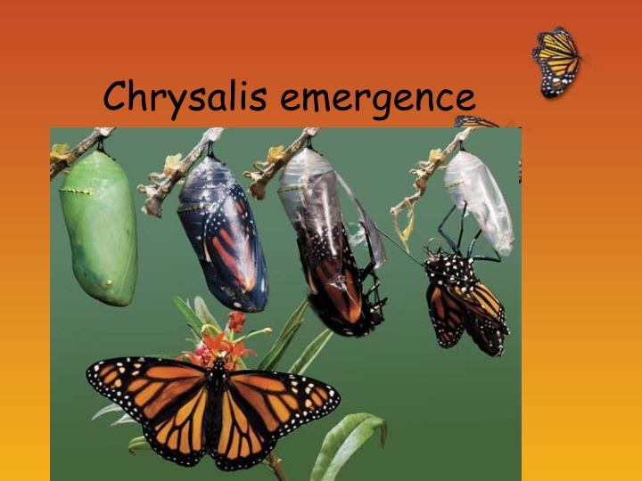 PPT The Life Cycle of a Monarch Butterfly PowerPoint Presentation ID5320395