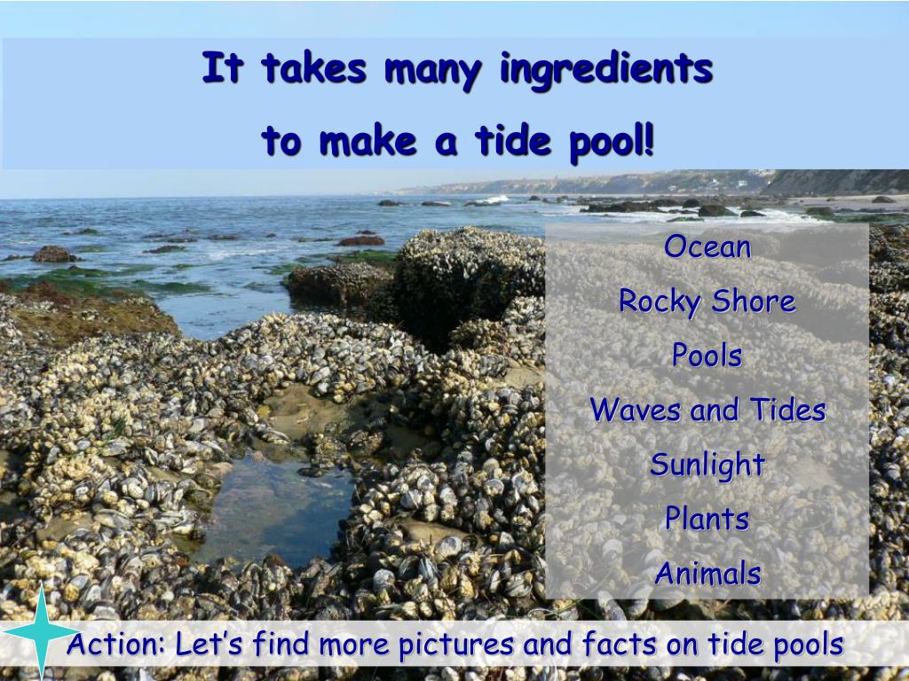 PPT Let’s discover tide pools! PowerPoint Presentation, free download PPT Let’s discover tide pools! PowerPoint Presentation, free download
