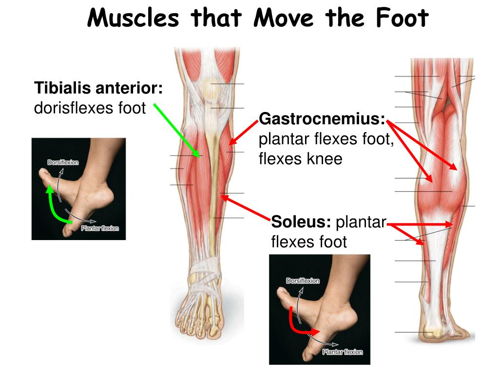 Foot muscle. Вена Tibialis anterior. Стопа Tibialis. A Tibialis anterior.