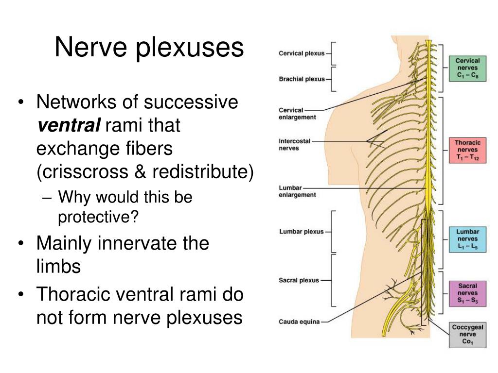 Ppt Lumbar And Sacral Plexuses Powerpoint Presentation Free Download