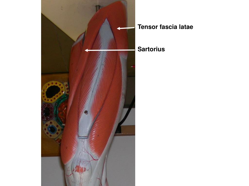 M Tensor fasciae Latae мышца