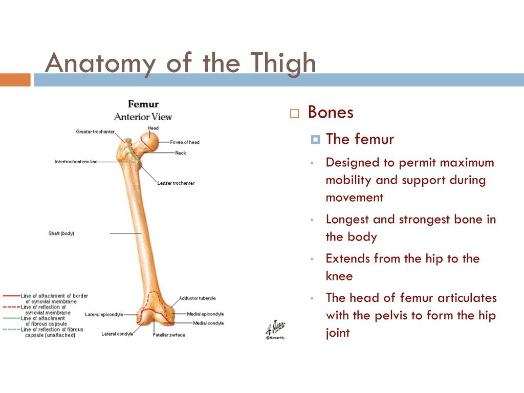 PPT - Chapter 13 Hip, Pelvis, and Thigh Injuries PowerPoint