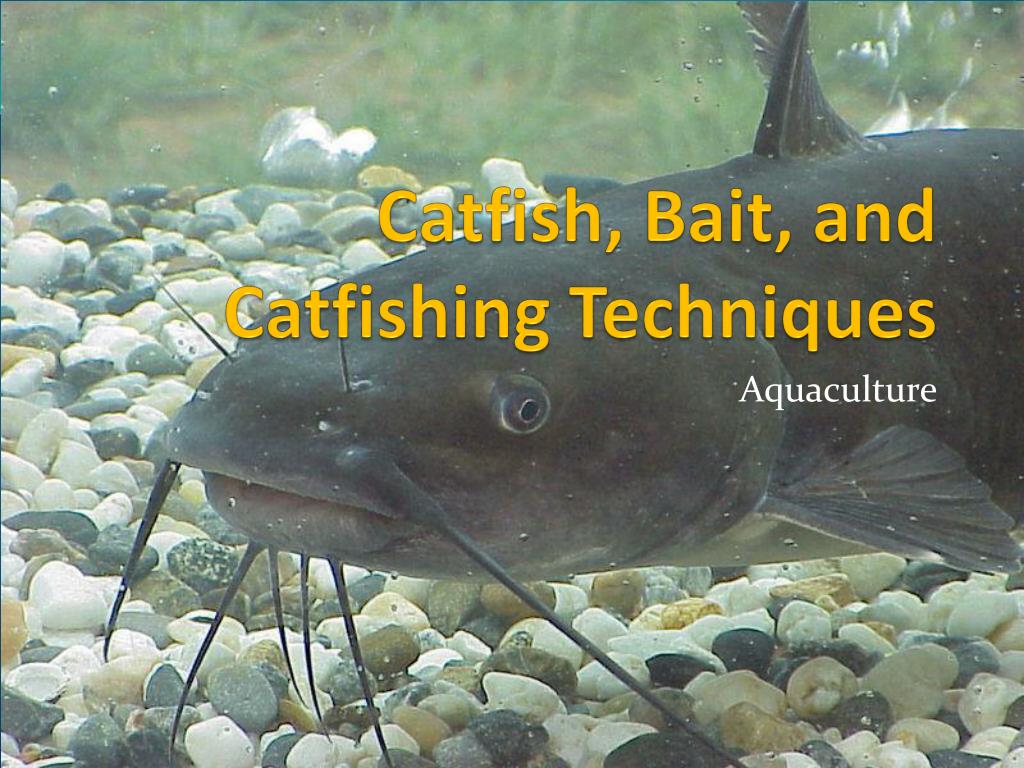 PPT - Catfish, Bait, and Catfishing Techniques PowerPoint Presentation -  ID:5321904