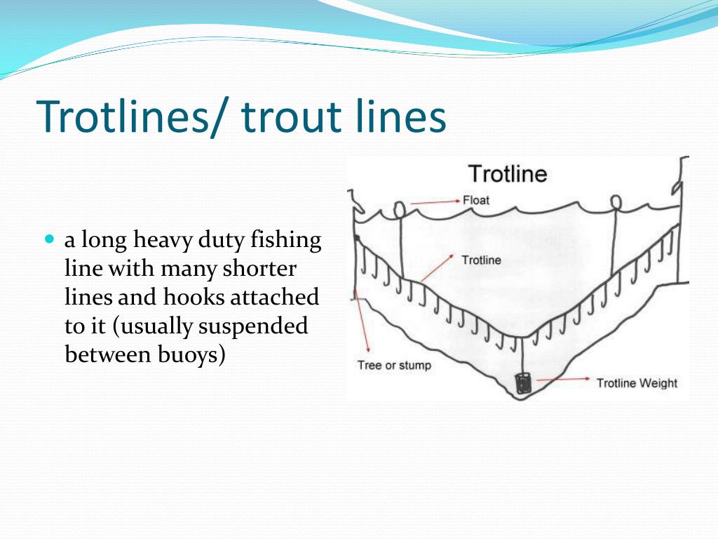 PPT - Catfish, Bait, and Catfishing Techniques PowerPoint