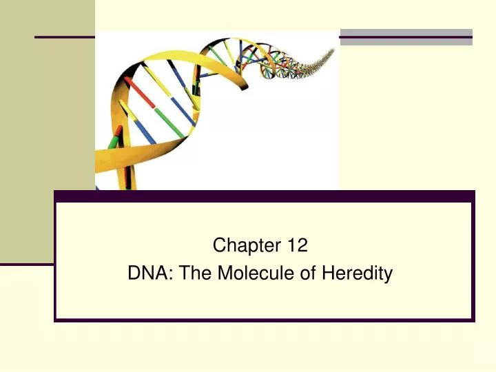 ppt-chapter-12-dna-the-molecule-of-heredity-powerpoint-presentation