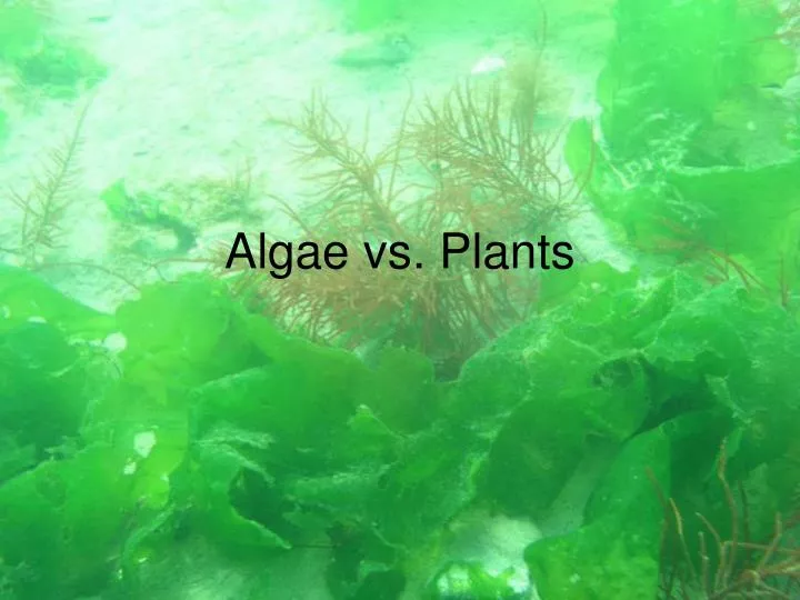 PPT Algae vs. Plants PowerPoint Presentation, free