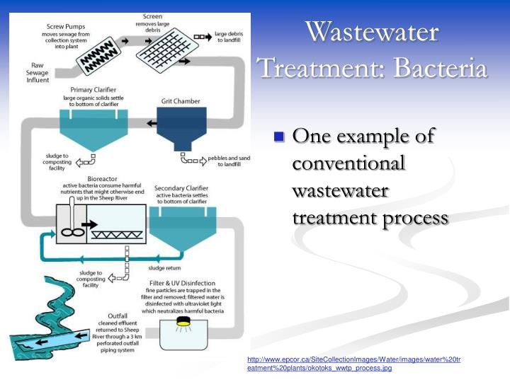 research paper on wastewater treatment using algae