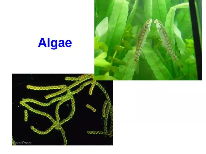 ppt-algae-powerpoint-presentation-free-download-id-5323924
