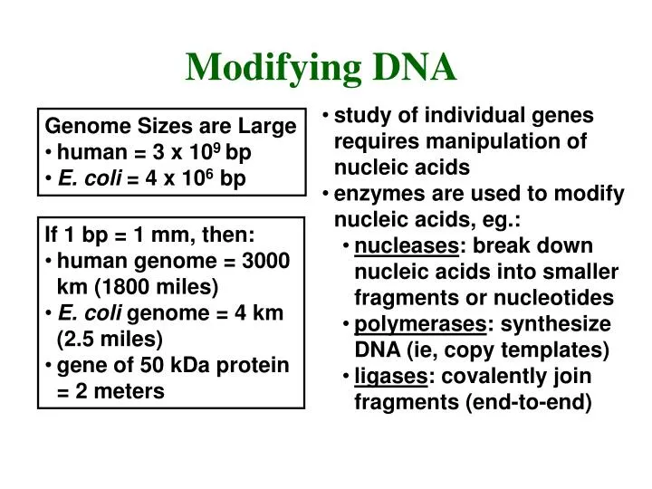 PPT - Genome Sizes are Large human = 3 x 10 9 bp E. coli = 4 x 10 6 bp  PowerPoint Presentation - ID:5324298