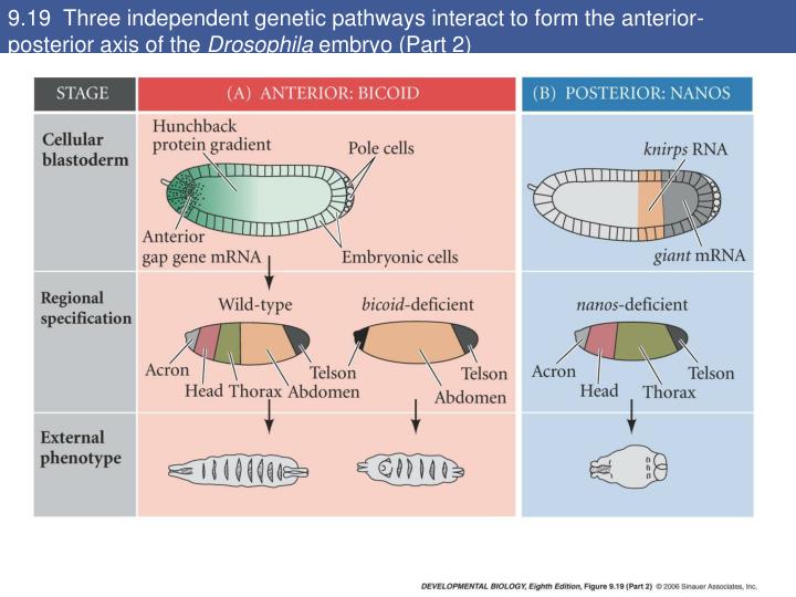 PPT 9.17 Generalized model of Drosophila anteriorposterior pattern