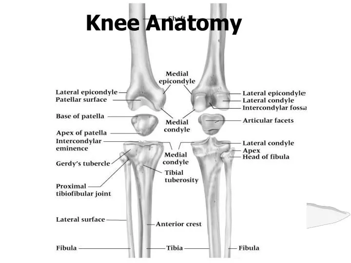 PPT - Knee Anatomy PowerPoint Presentation, free download - ID:5326168