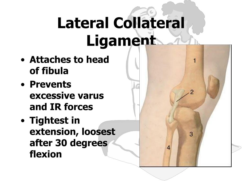 PPT - Knee Anatomy PowerPoint Presentation, free download - ID:5326168