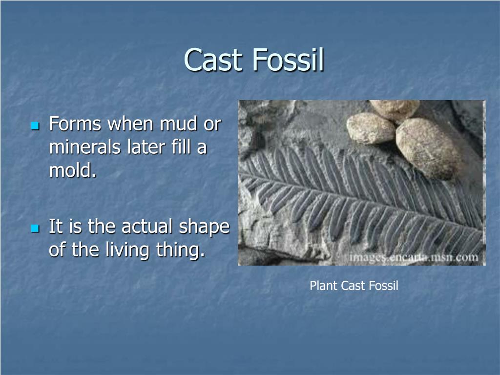 PPT What are fossils? PowerPoint Presentation, free download ID5326922