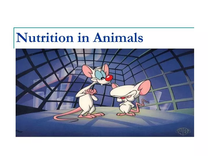 PPT - Nutrition in Animals PowerPoint Presentation, free download - ID:5327030 PPT - Nutrition in Animals PowerPoint Presentation, free download - ID:5327030