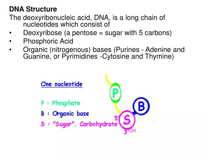 dna structure the deoxyribonucleic acid