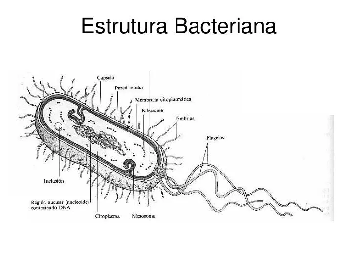 estrutura bacteriana n.