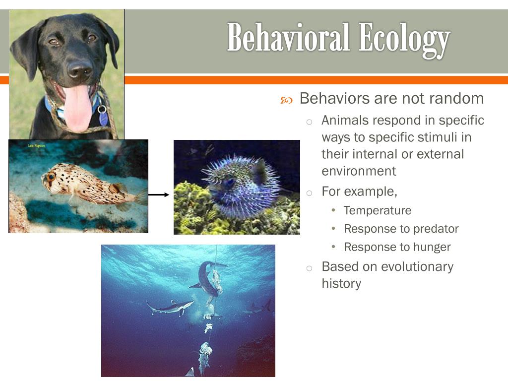 animal behavior research paper