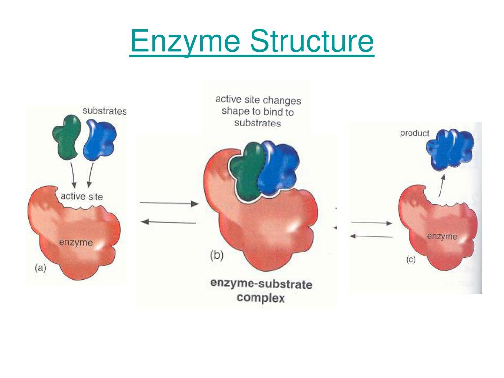 Пав энзимы. Enzymes structure. Structure of Enzems. TNAP Enzyme structure. Nitrogenase Enzyme structure.