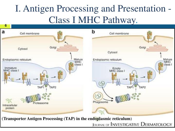 PPT Basic Immunology PowerPoint Presentation ID 5332084