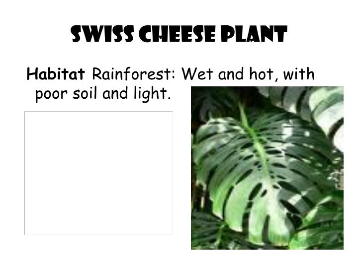 plant adaptation to their environment Desert plants are adapted to their arid environment in many different ways stomata are the holes in plant leaves through which they transpire water. plant adaptation to their environment Desert plants are adapted to their arid environment in many different ways stomata are the holes in plant leaves through which they transpire water.