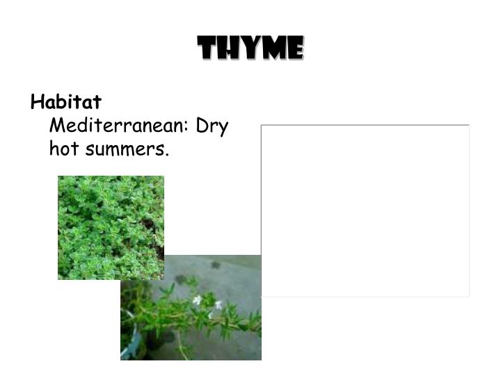 How do plants adapt to their environment Idea
